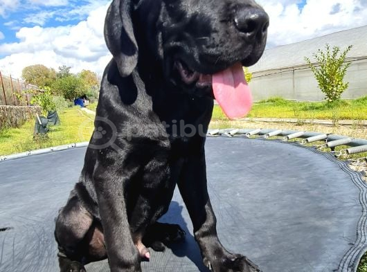 SAF KAN DEV CANE CORSO YAVRUSU