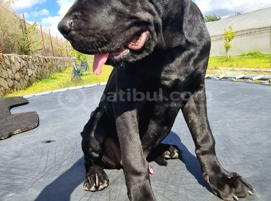 Saf Kan Dev Cane Corso Yavrusu görsel