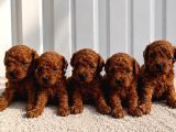 RUHSATLI POODLE EVİNDEN ERKEK DİŞİ POODLE BEBEKLERİM