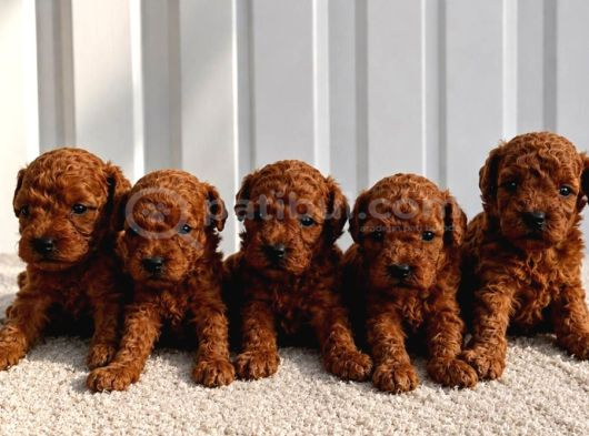 Ruhsatli Poodle Evi̇nden Erkek Di̇şi̇ Poodle Bebekleri̇m
