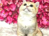 British Shorthair Dişi