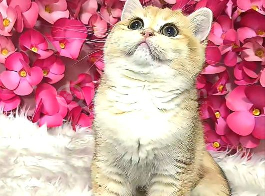 British Shorthair Dişi