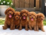SAFKAN POODLE YAVRULAR TÜRKİYE GENELİ 81 İLE GÖNDERİM