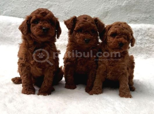 Aşili Sağlik Garanti̇li̇ Toy Poodle Yavrular görsel