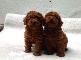 AŞILI SAĞLIK GARANTİLİ TOY POODLE YAVRULAR