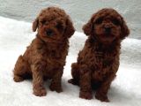 Aşili Sağlik Garanti̇li̇ Toy Poodle Yavrular