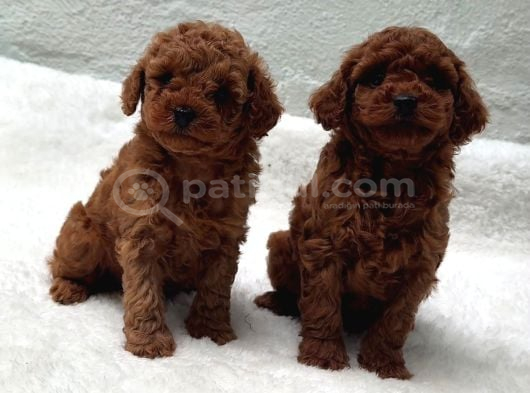 Aşili Sağlik Garanti̇li̇ Toy Poodle Yavrular görsel