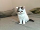 Biblo Van Desen Exotic Shorthair Yavru