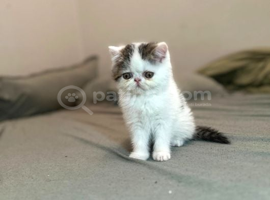 Biblo Van Desen Exotic Shorthair Yavru görsel