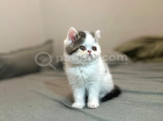 Biblo Van desen exotic shorthair yavru