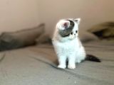 Biblo Van Desen Exotic Shorthair Yavru