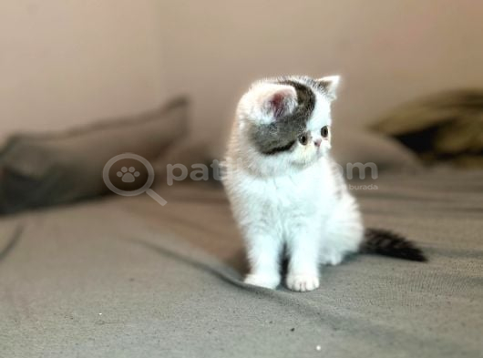 Biblo Van Desen Exotic Shorthair Yavru görsel