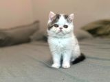 Biblo Van Desen Exotic Shorthair Yavru