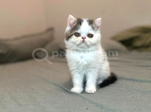 Biblo Van Desen Exotic Shorthair Yavru görsel