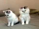 Biblo Van Desen Exotic Shorthair Yavru