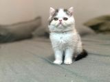 Biblo Van Desen Exotic Shorthair Yavru