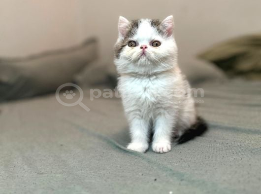 Biblo Van Desen Exotic Shorthair Yavru görsel