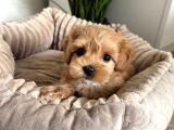 Sevi̇mli̇ Malti̇poo Ci̇nsi̇ Yavrular Ev Üreti̇mi̇