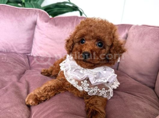 Sevi̇mli̇ Toy Poodle Yavrumuz görsel