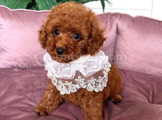 Sevi̇mli̇ Toy Poodle Yavrumuz
