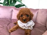 Sevi̇mli̇ Toy Poodle Yavrumuz