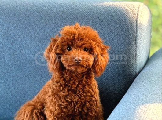 Kipkirmizi Red Toy Poodle Sevi̇mli̇ Yavrular