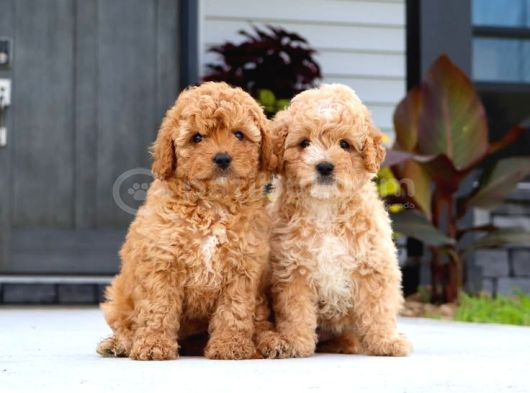 Kahve Tonlu Malti̇poo Ci̇nsi̇ Yavrular görsel