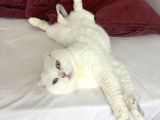 Erkek Beyaz Scottish Fold Kedimizi Ücretsi̇z Sahiplendiriyoru