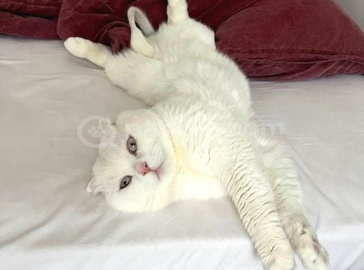 Erkek Beyaz Scottish Fold Kedimizi Ücretsi̇z Sahiplendiriyoru görsel
