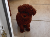 Teacup red poodle sitenin en minik KIZI