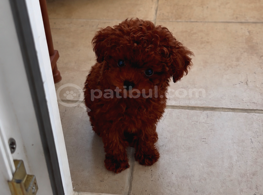 Teacup Red Poodle Sitenin En Minik Kizi