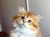 British Golden Longhair By12 Erkek