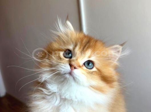British Golden Longhair By12 Erkek görsel