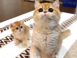 Show Kalite Golden British Shorthair Yavrularımız