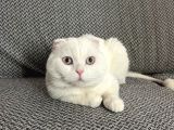 Erkek Beyaz Scottish Fold Kedimizi Ücretsi̇z Sahiplendiriyoru