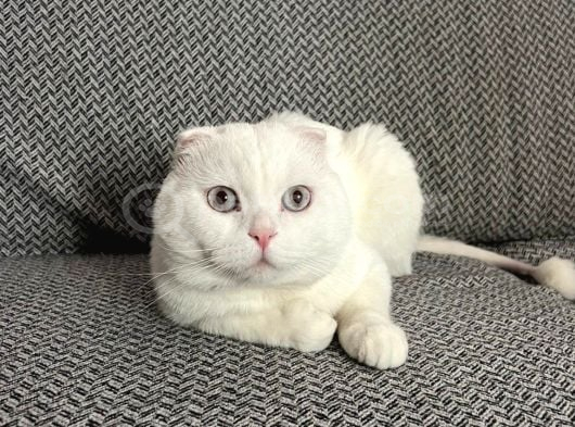 Erkek Beyaz Scottish Fold Kedimizi Ücretsi̇z Sahiplendiriyoru görsel