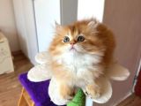British Golden Longhair By12 Erkek