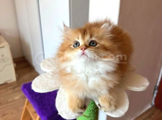 British Golden Longhair by12 erkek