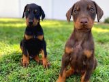 Scr Li Anneden Ki̇ng Doberman Yavrulari̇