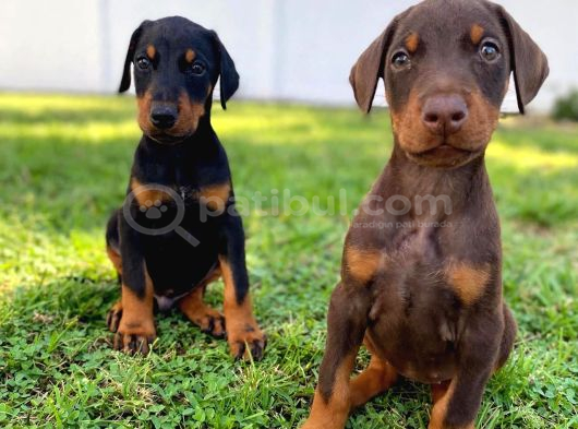 Scr Li Anneden Ki̇ng Doberman Yavrulari̇ görsel
