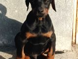 Estetikli ve estetiksiz aşılı heykel gibi doberman yavrular