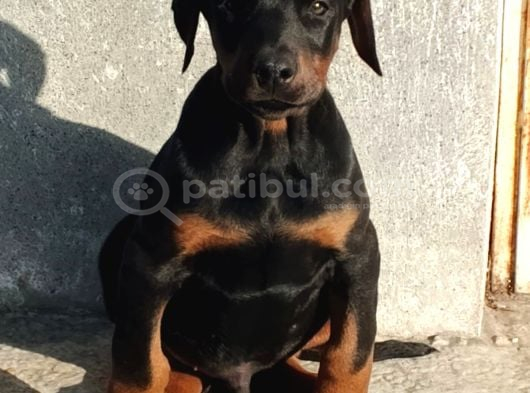 Estetikli ve estetiksiz aşılı heykel gibi doberman yavrular