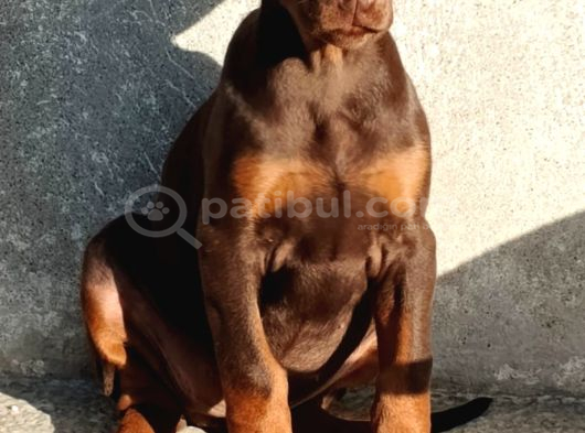 Estetikli Ve Estetiksiz Aşılı Heykel Gibi Doberman Yavrular görsel
