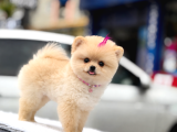 Pomeranian Tadı Bir Başka Şeker Tadında Yavrularım