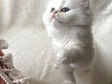 Safkan Longhair Yavrular
