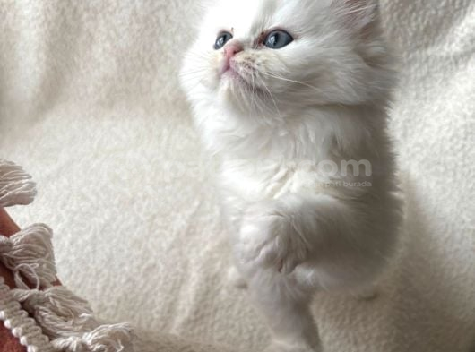 Safkan Longhair Yavrular görsel