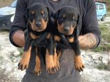 Doberman Yavrulari