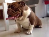 Chocolate Exoti̇c Engli̇sh Bulldog