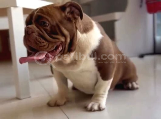CHOCOLATE EXOTİC ENGLİSH BULLDOG