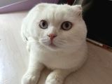 Erkek Beyaz Scottish Fold Kedimizi Ücretsi̇z Sahiplendiriyoru